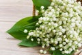 Lilly of the valley posy Royalty Free Stock Photo
