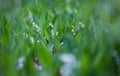 Lilly of the valley Royalty Free Stock Photo