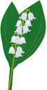 Lilly of The Valley