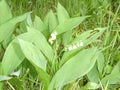 Lilly of the valley with white blossom in the forest Royalty Free Stock Photo