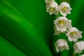 Lilly of Valley. White flowers Royalty Free Stock Photo