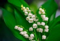 Lilly of Valley. White flowers Royalty Free Stock Photo