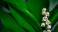 Lilly of Valley. White flowers Royalty Free Stock Photo