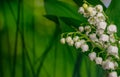 Lilly of Valley. White flowers Royalty Free Stock Photo