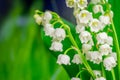 Lilly of Valley. White flowers Royalty Free Stock Photo