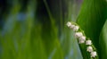 Lilly of Valley. White flowers Royalty Free Stock Photo