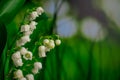 Lilly of Valley. White flowers Royalty Free Stock Photo