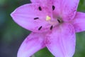 Lilly The very pretty colorful  summer flower close up Royalty Free Stock Photo