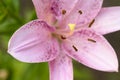 Lilly The very pretty colorful  summer flower close up Royalty Free Stock Photo