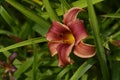 Lilly The very pretty colorful  summer flower close up Royalty Free Stock Photo