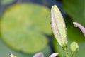 Lilly The very pretty colorful  summer flower close up Royalty Free Stock Photo