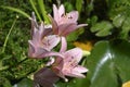 Lilly The very pretty colorful  summer flower close up Royalty Free Stock Photo