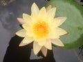 lilly water flower ,lotus
