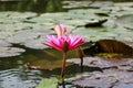 Lilly water Flowers at Suoi Yen chua Huong