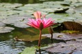 Lilly water Flowers at Suoi Yen chua Huong