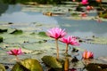 Lilly water Flowers at Suoi Yen chua Huong