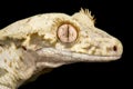 Lilly white Crested gecko Correlophus ciliatus Royalty Free Stock Photo