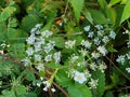 Lilly white flowers with green leafs Royalty Free Stock Photo