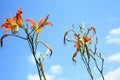 Orange lilly flowers against blue sky