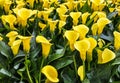 Lilly yellow flowers in Holland, Netherlands