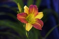 Lilly, yellow an orange petals, perennials