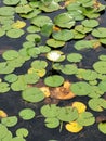 Lillypad beauty Royalty Free Stock Photo