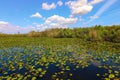 Lillypads in the Everglades Royalty Free Stock Photo