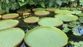 Lillypads Royalty Free Stock Photo