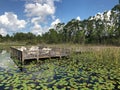 Lillypads on Lake Eve, The Fountains, Orlando, Florida Royalty Free Stock Photo