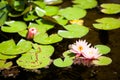 Lillypads Royalty Free Stock Photo