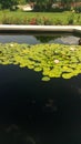 Lillypads Royalty Free Stock Photo