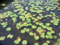 Lillypads Royalty Free Stock Photo