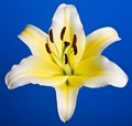 Lily Royalty Free Stock Photo