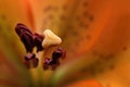 Lily - abstract macro from the top Royalty Free Stock Photo