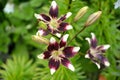 Lily Asian, grade of Tango Netty`s Pride Lilium asiatic Royalty Free Stock Photo