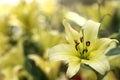 Lily Flowers Royalty Free Stock Photo