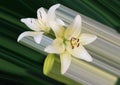 Lily. Beautiful flowers. Interesting abstraction.