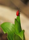 A Lily Beetle Perched on a Leaf Royalty Free Stock Photo