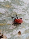 Lily Beetle, Red Lily Beetle or Scarlet Lily Beetle Royalty Free Stock Photo