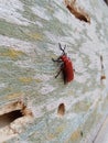 Lily Beetle, Red Lily Beetle or Scarlet Lily Beetle Royalty Free Stock Photo