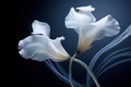 Flora plant lily flowers black background blossom background calla nature white Royalty Free Stock Photo