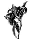 Lily. Black silhouette of a large lily flower with leaves and stalk - vector illustration. Lily - Inverted black and white picture