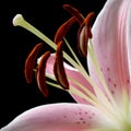 lily in bloom stigmas and anther