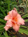 Lily in blooming pink color among the leaves Rosy flowers in summer day