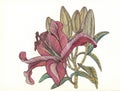 Lily blooms with petals , flower , drawn by bright colorful penc