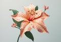 Lily blossom nature flower flora plant Royalty Free Stock Photo