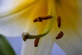 Lily blossom stamens