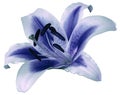 Lily blue flower on white isolated background with clipping path. Closeup no shadows. Royalty Free Stock Photo