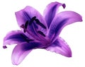 Lily blue-pink flower on white isolated background with clipping path. Closeup no shadows. Royalty Free Stock Photo