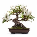 Lily Bonsai Tree In Tropical Symbolism Style
